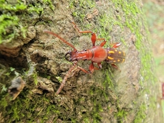Baryrhynchus poweri