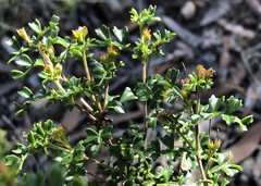 Dodonaea humilis