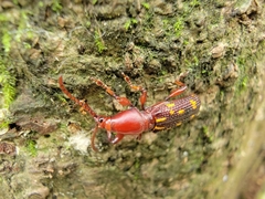 Baryrhynchus poweri