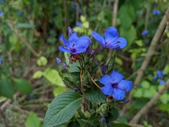 Eranthemum