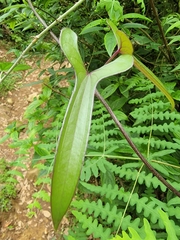 Dioscorea japonica