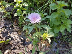 Centaurea pullata