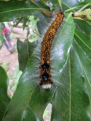 Odonestis bheroba formosae