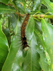 Odonestis bheroba formosae