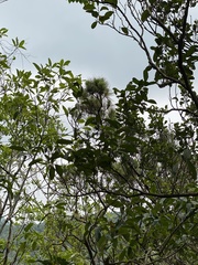 Pinus tabuliformis