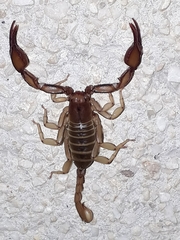 Euscorpius aquilejensis