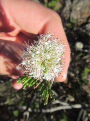 Agathosma gonaquensis