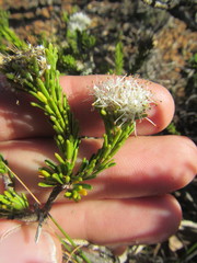 Agathosma gonaquensis