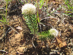 Agathosma gonaquensis