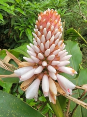 Alpinia shimadae