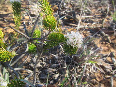 Agathosma gonaquensis