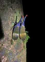 Pyrops pyrorhynchus