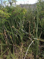 Sansevieria cylindrica