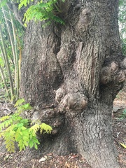 Copaifera officinalis