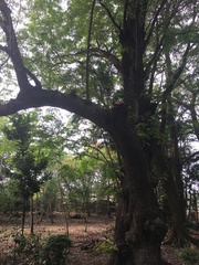 Copaifera officinalis