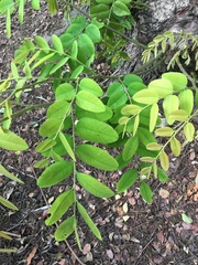 Copaifera officinalis