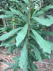 Macadamia ternifolia