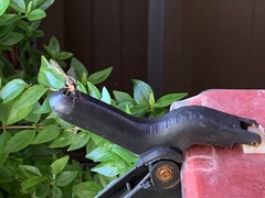 Camponotus consobrinus