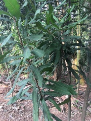 Macadamia ternifolia
