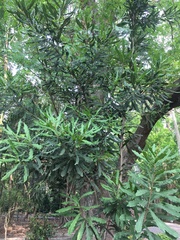 Macadamia ternifolia