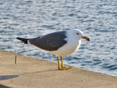 Larus crassirostris