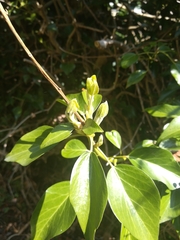Magnoliopsida