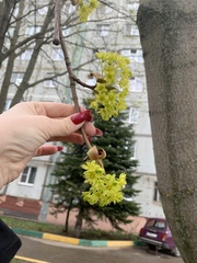 Acer platanoides