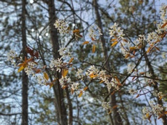 Amelanchier × lamarckii