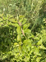 Prunus spinosa