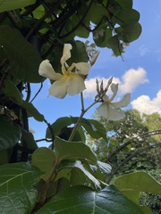 Chonemorpha fragrans
