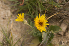 Reichardia