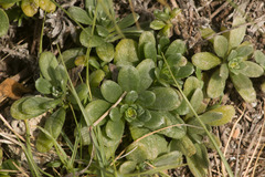 Heliotropium anomalum