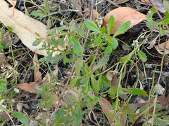 Scaevola albida