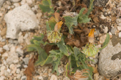 Reichardia