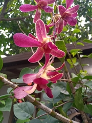 Dendrobium