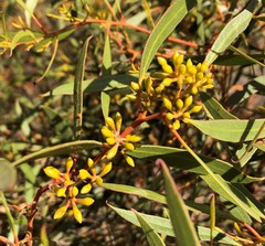 Eucalyptus leptophylla