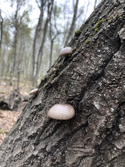 Pleurotus calyptratus