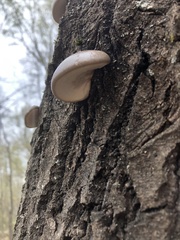 Pleurotus calyptratus