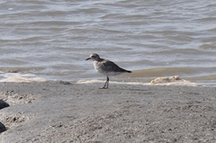 Pluvialis squatarola