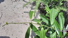 Anodendron affine