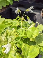 Oxalis tuberosa
