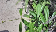 Anodendron affine
