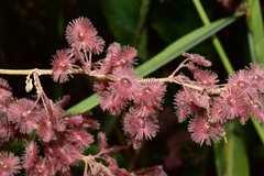 Heliocarpus pallidus