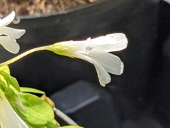 Oxalis tuberosa