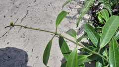 Anodendron affine