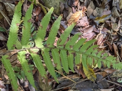 Microlepia marginata bipinnata