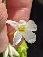 Oxalis tuberosa