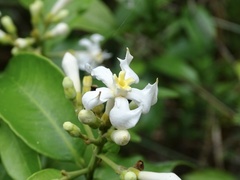 Melodinus suaveolens