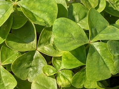 Oxalis tuberosa