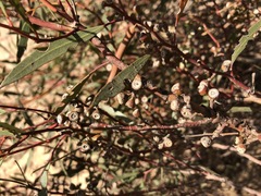 Eucalyptus leptophylla